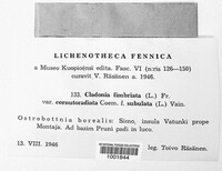 Cladonia fimbriata image